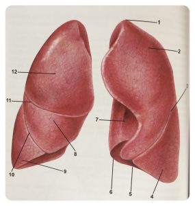 Anatomia płuc